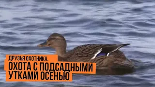 Охота с подсадными утками осенью  Друзья охотника