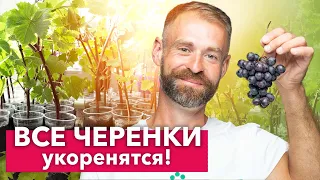 100% СПОСОБ УКОРЕНЕНИЯ ЧЕРЕНКОВ ВИНОГРАДА - всегда так делаю и результат отличный!