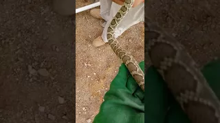 Headless Rattle Snake