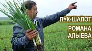 Выращивание и сбыт лука-шалот. Фермерское хозяйство Романа Алыева