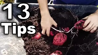 13 Tips to Growing Potatoes in Containers