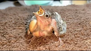 Hand Feeding 21 Day Old Silver Diamond Firetail Finch 20220829