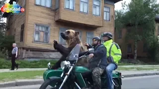 В Архангельске огромный медведь прокатился на мотоцикле