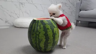 A Dog Eating a Watermelon Bigger Than Her Body
