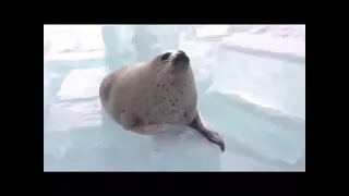 seal slap