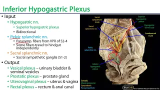 Pelvic Autonomics - M1 Perineum