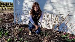 Pruning & Fertilizing My Hydrangeas! ✂️🌿💚// Garden Answer