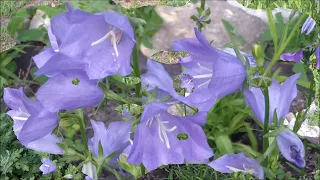 Blue Bell Flowers in Garden Design