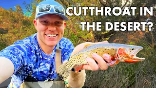 Cutthroat Trout Fly Fishing on a Small Desert Creek - Searching for 12" Native Cutthroat