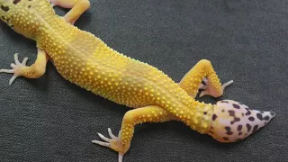 BIO 1520 - Gecko Regeneration