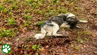 Heartbroken dog found abandoned in the woods