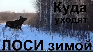 Куда уходят лоси зимой