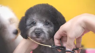 Toy poodle puppies grooming for the first time at 3 months of age
