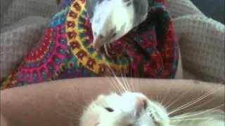 Cockatiel preens cat whiskers