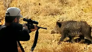 Best of Boar Hunting | Top kill shot Compilation Ultimate Hunting Hog | killing pig | D Weather,