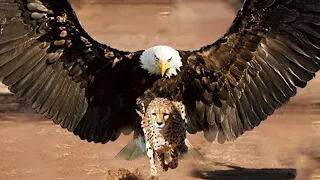 This is What the Most Dangerous Eagle in the World Can Do