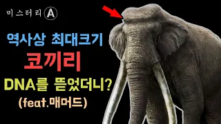 지상 최대크기 포유류, 곧은상아코끼리 / 그런데 학계가 뒤집어진 이유는? ㄷㄷ