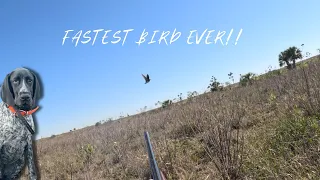 Snipe Hunting With My Son & 7 month Old German Short Hair Pointer Puppy! { Catch - Clean - Cook }