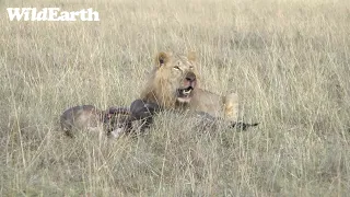 WildEarth - Sunrise  Safari - 30 Aug 2022