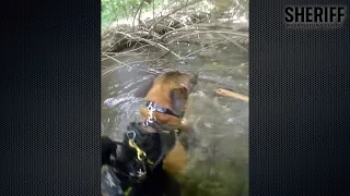 Canine Deputy Locates Assault Suspect Hiding near Beaverton Creek