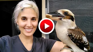 Unsere zahme Kookaburra Familie lacht | Lachender Hans, Jägerliest | Lustige & süße Tiere Australien
