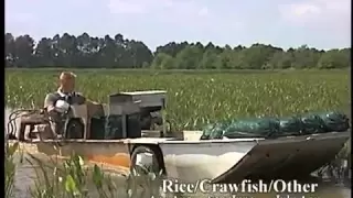 Crawfish Aquaculture in the South