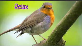 Gentle healing music for health and calming the nervous system, deep relaxation and sleep.