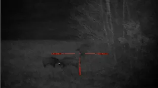 PARD 008, 7,62x39 - WILD BOAR HUNTING, distance 130m