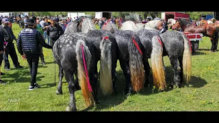 Targul  de caii de la Satul Mare - Bucovina / 22 Mai 2021