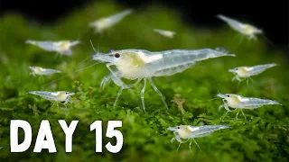 BREEDING Shrimp! How Many in 30 Days?