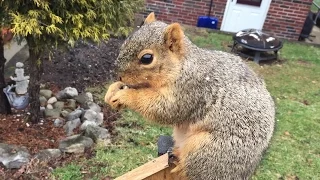 Толстая белка взламывает птичью кормушку. The well-fed squirrel cracks a birds feeder.