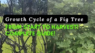 Timeline of a Fig Tree From Spring Budding to Harvest. Here’s What You Can Expect!