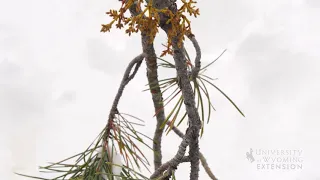 Dwarf Mistletoe | From the Ground Up