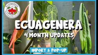 ECUAGENERA Plants 4-5 Month UPDATE! | Import + Pop-Up Shop Plants