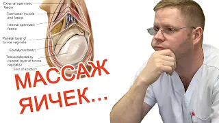 Массаж яичек / Доктор Черепанов