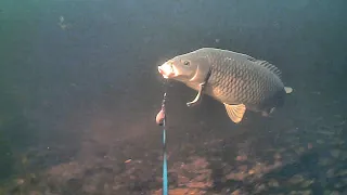 Vidéo UNDERWATER caméra WATER WOLF - JE TRAQUE UNE CARPE UN PEU SPÉCIALE en rivière