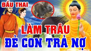 Nhân Quả Báo Ứng Hiện Đời, ĐẦU THAI LÀM TRÂU Đẻ Con TRẢ NỢ ÂN TÌNH Đời Trước | Chuyện Nhân Quả 2024