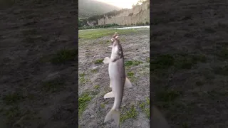 рыбалка в Чечне