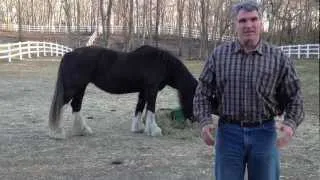 Brian's Response to Day 5 Healing with Horses Tele-Summit