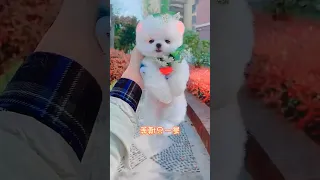 Cute Dogs So Love 😱🥰 #23 #shorts #short #pets #dogs #cats #funnypets