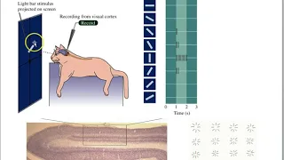 Orientation/edge detector cells in visual cortex for Life Science