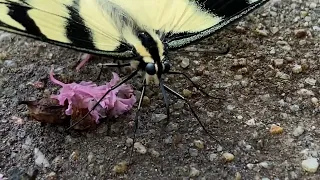 Yellow Monarch? or Yellow Swallowtail Butterfly?