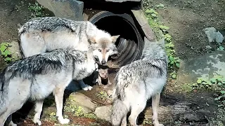 When Wolf Pups Wander, Chaos Ensues