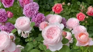 colouring roses garden video / nature beautiful rose plant video