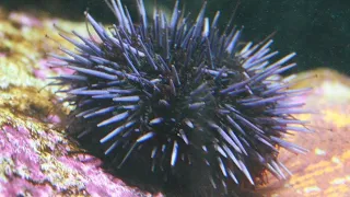 Facts: The Purple Sea Urchin