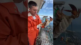 Maine lobster V-notch