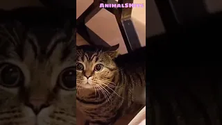 Кот говорит: "Накорми" 🤣 Смешные Животные 😸 Тренды Тик Ток #shorts #tiktok