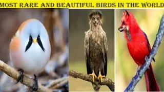 Rarest And Fantastic Birds In The World | Unique Birds | Versatile dani