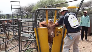 Taltec systems for cattle handling ease
