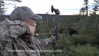 Newfoundland moose hunt 2020